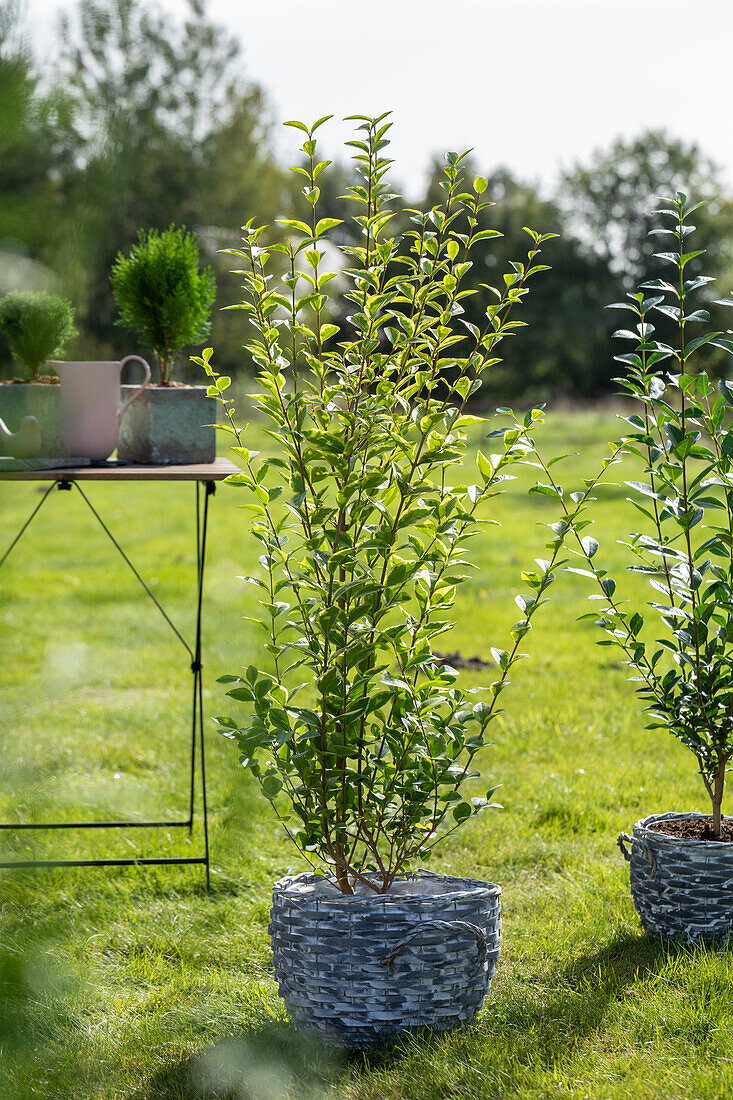 Ligustrum ovalifolium 'Aureum'