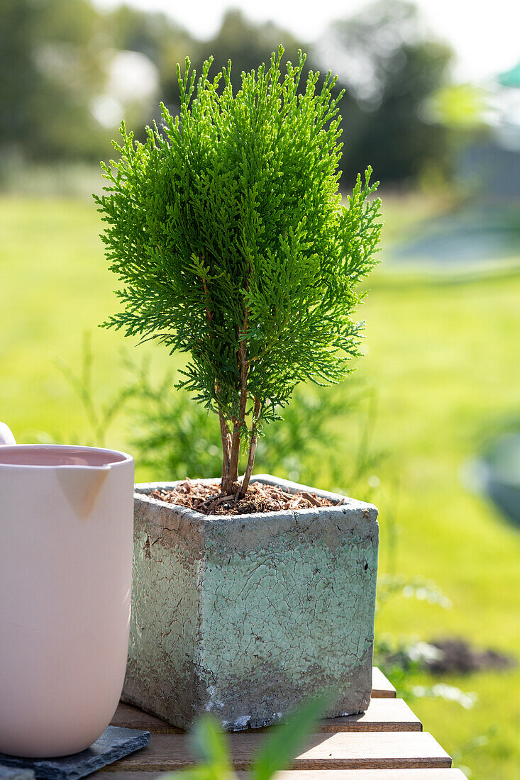 Chamaecyparis lawsoniana