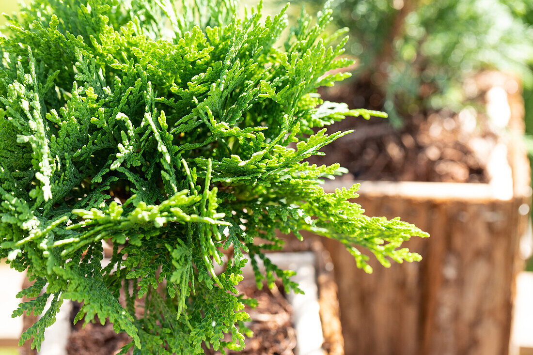 Thuja occidentalis