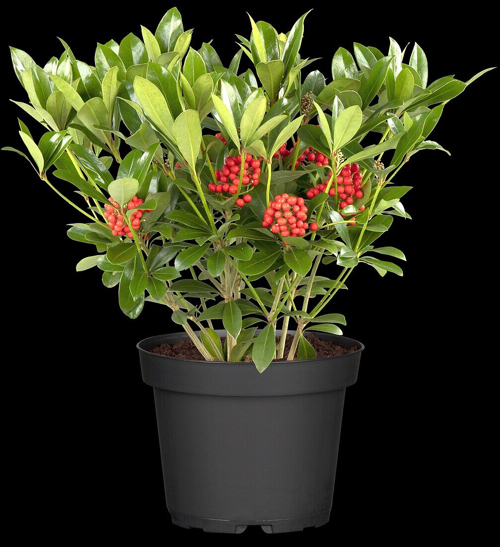 Skimmia japonica 'Temptation'