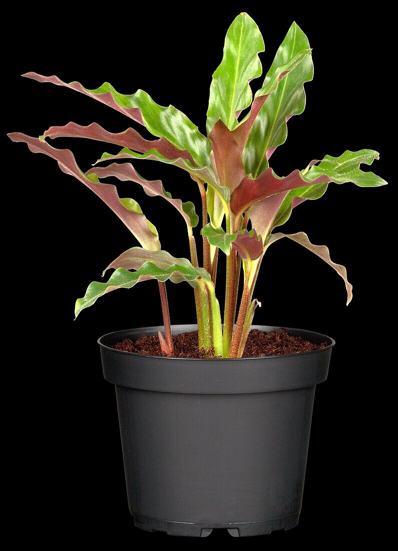 Calathea rufibarba