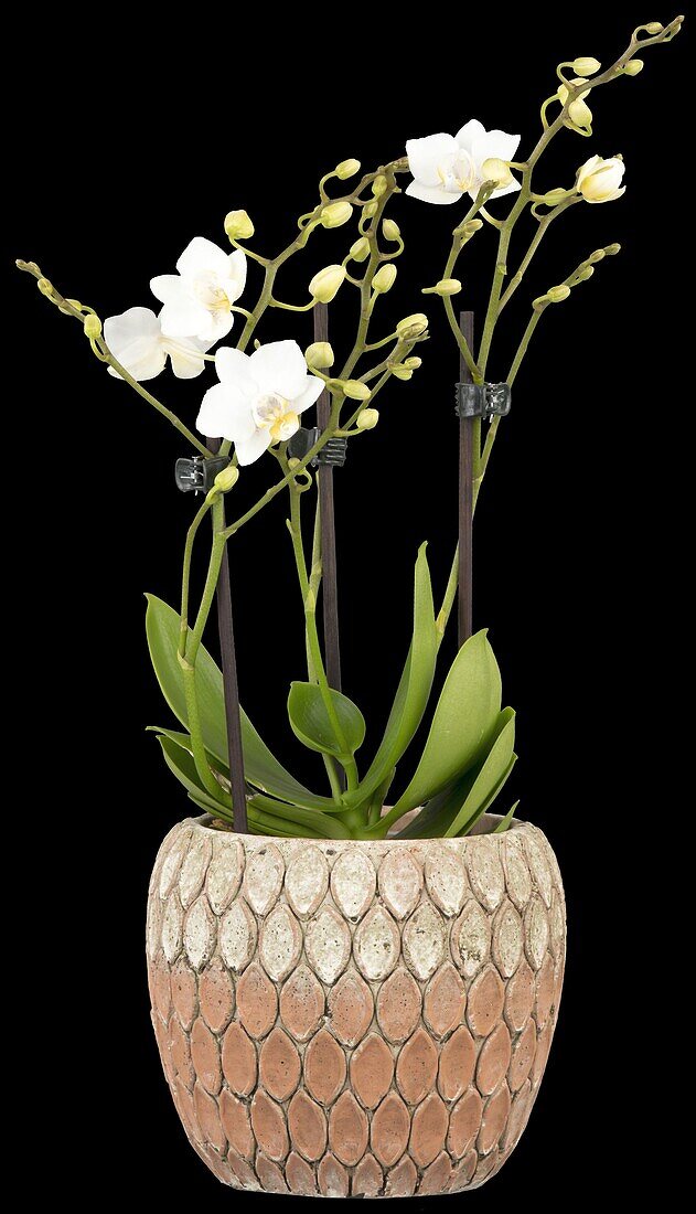 Phalaenopsis multiflora, white