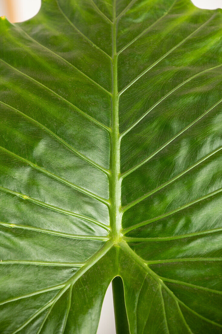 Alocasia gageana