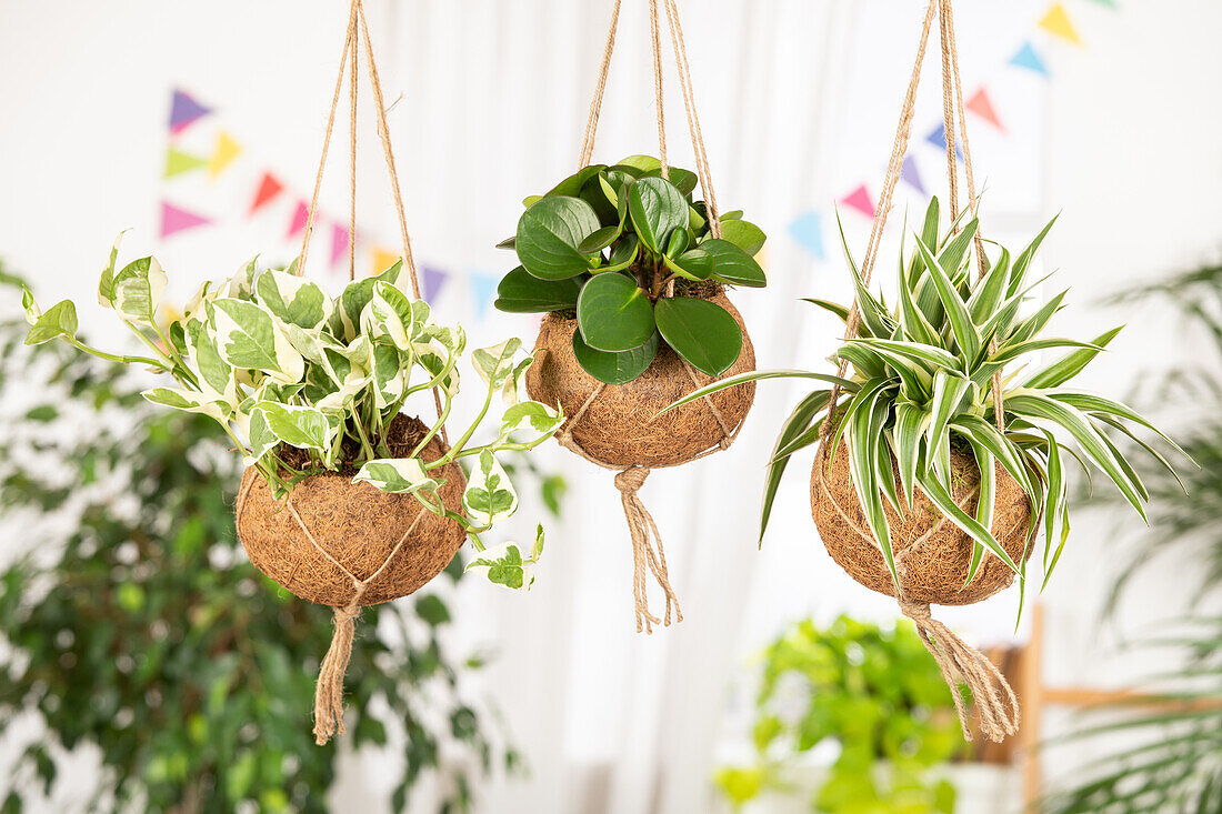 Indoor-Ampelpflanzen von links, gefleckte Efeutute, Peromia, Chlorophytum