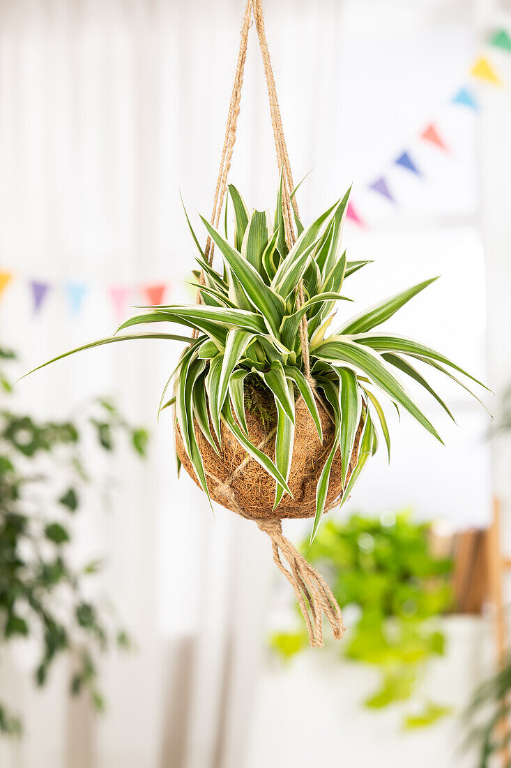 Chlorophytum comosum 'Ocean'