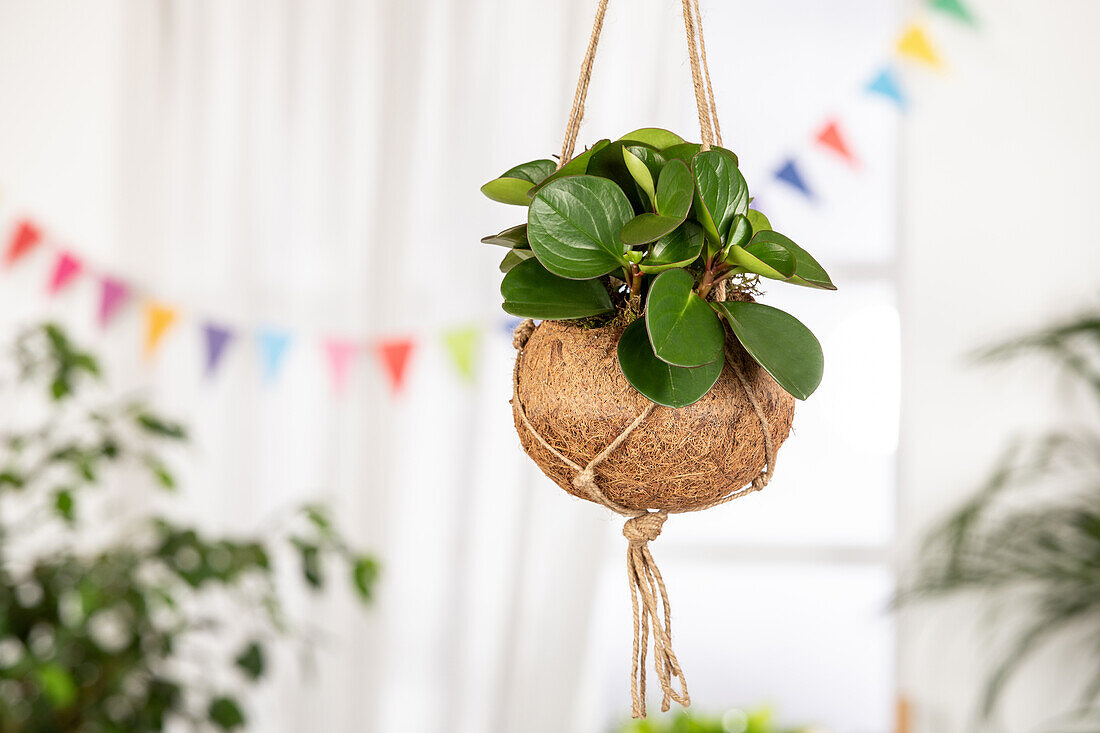 Peperomia obtusifolia