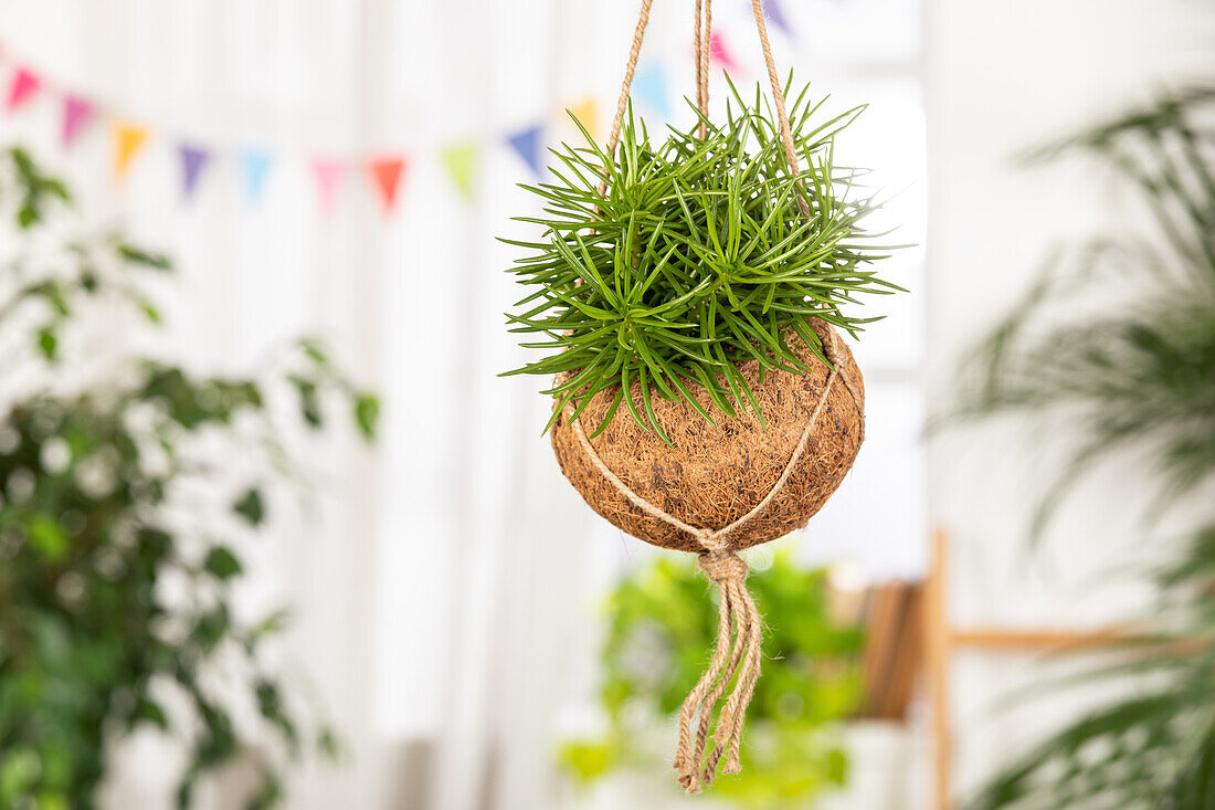 Senecio archeri