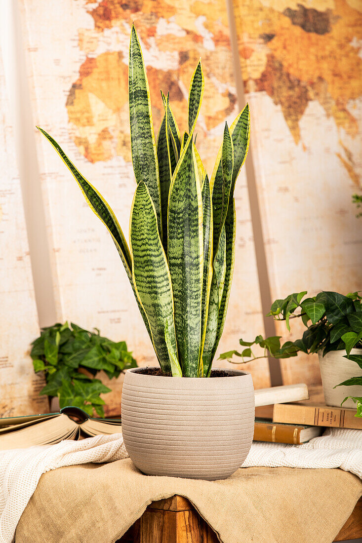 Sansevieria trifasciata