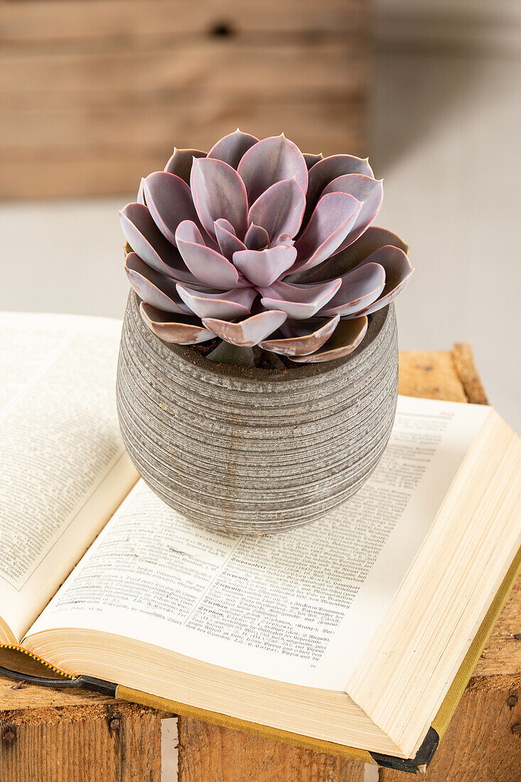 Echeveria agavoides 'Ebony'