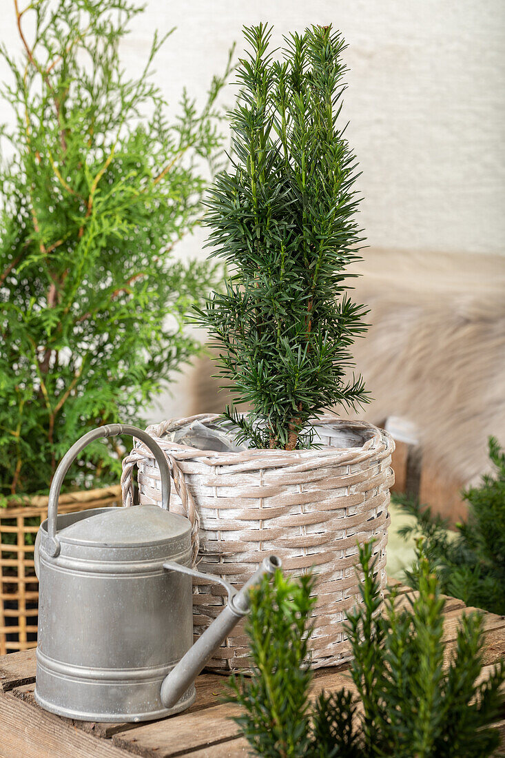 Taxus baccata 'Fastigiata Robusta'