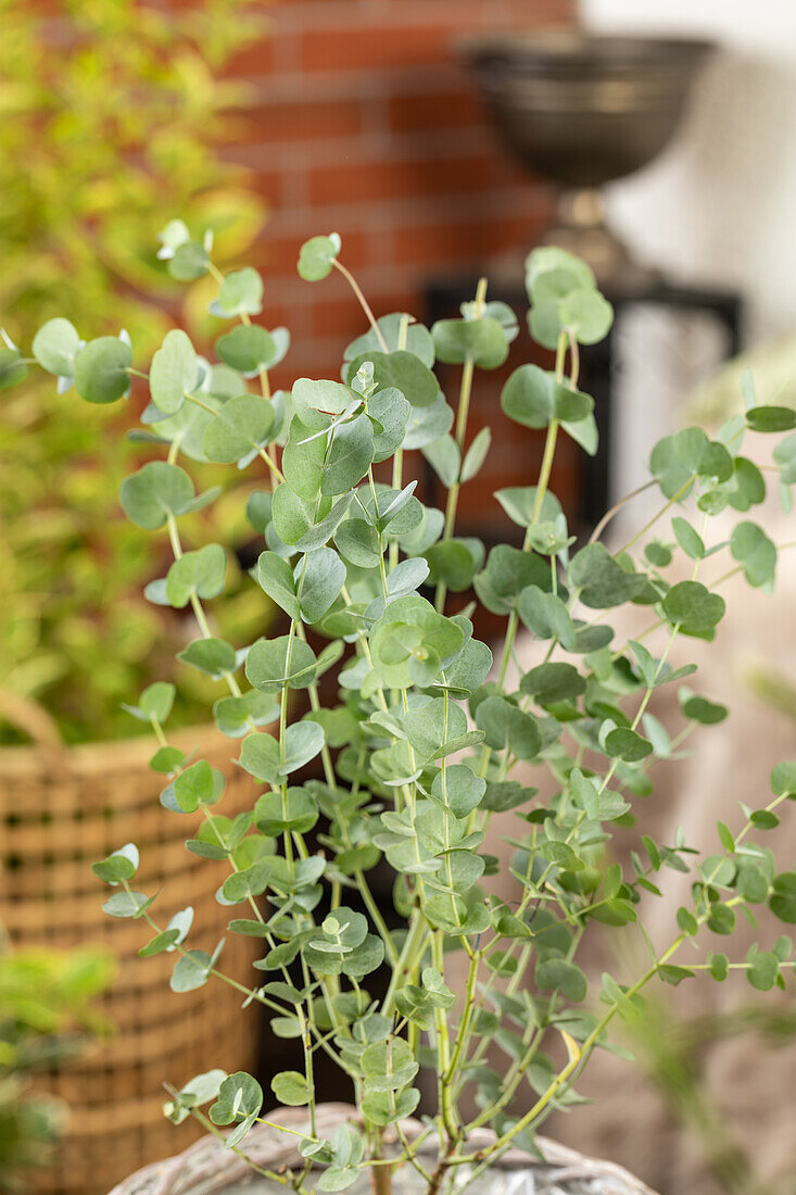 Eucalyptus gunnii 'Azura'