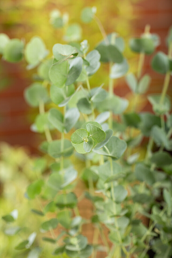 Eucalyptus gunnii 'Azura'