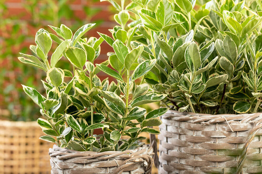 Euonymus fortunei 'Variegatus'