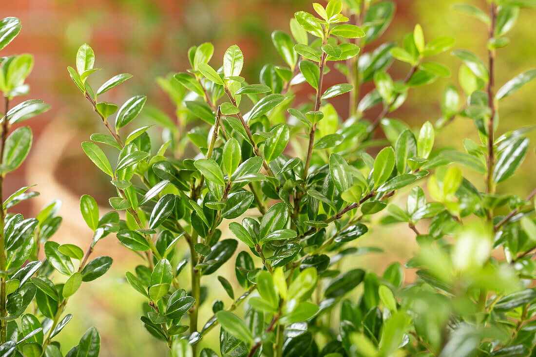 Ilex crenata 'Robustico'