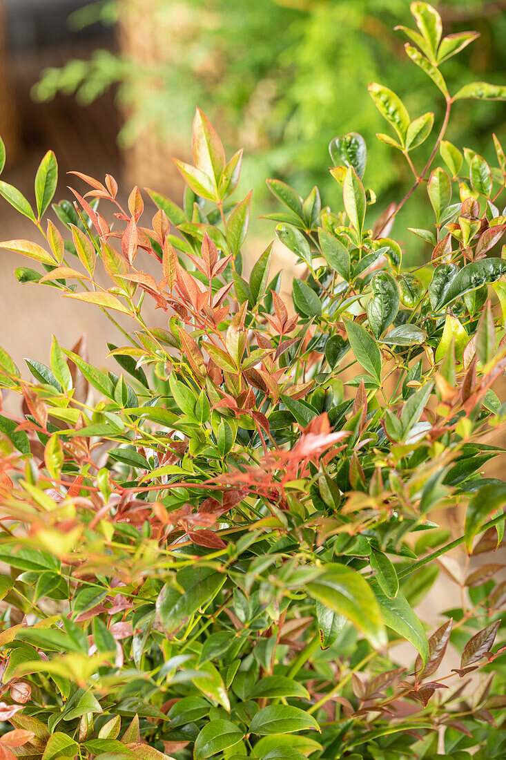 Nandina domestica