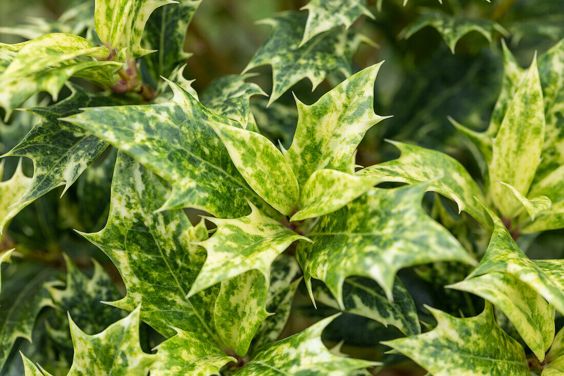 Osmanthus heterophyllus 'Goshiki'