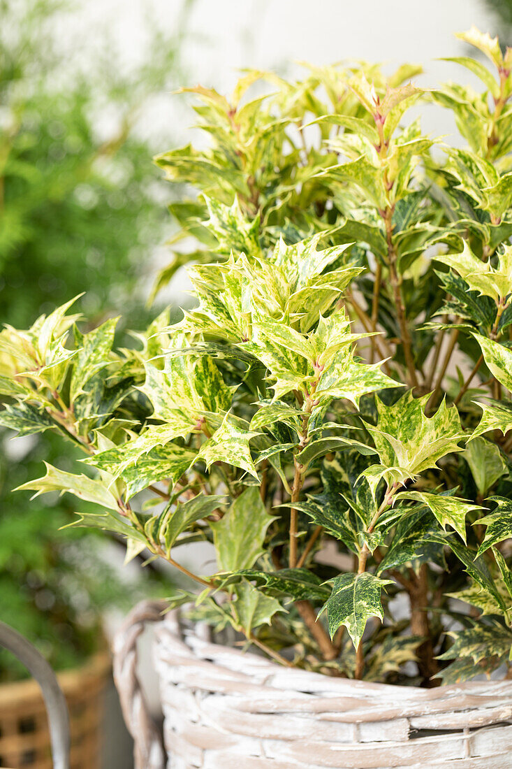 Osmanthus heterophyllus 'Goshiki'