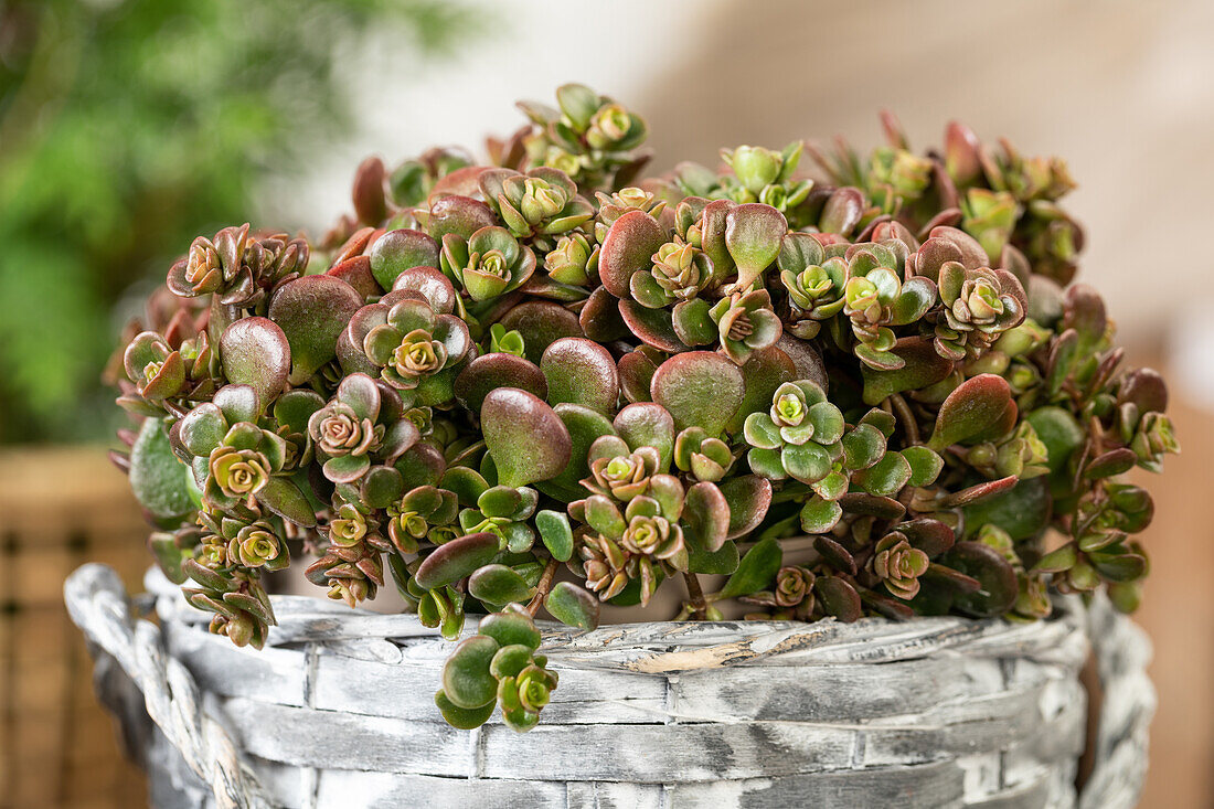 Sedum tetractinum