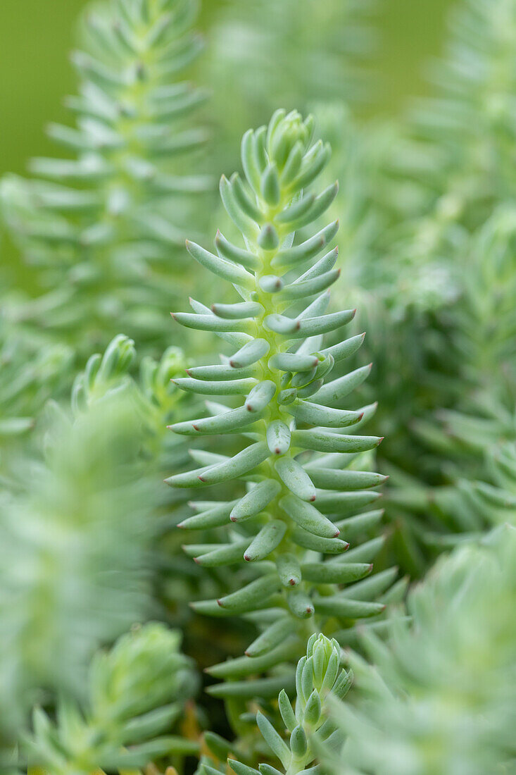 Sedum reflexum