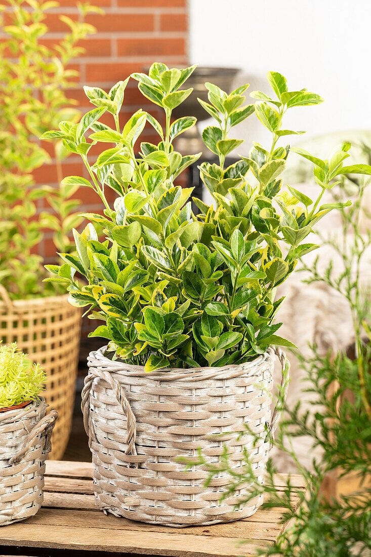 Euonymus japonicus 'Aureomarginatus'