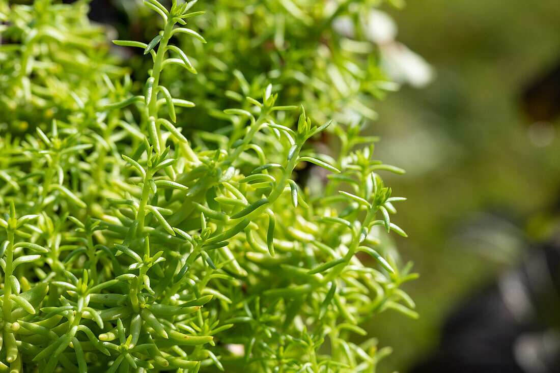 Sedum 'Yellow Bouquet'