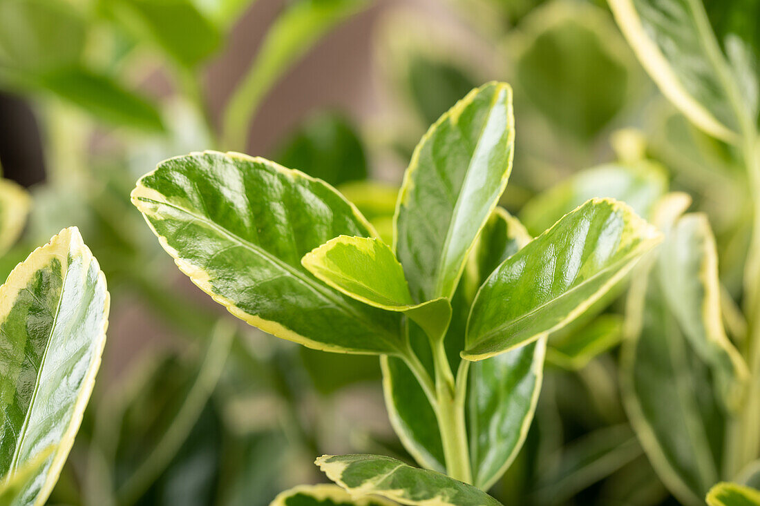 Euonymus japonicus 'Aureomarginatus'