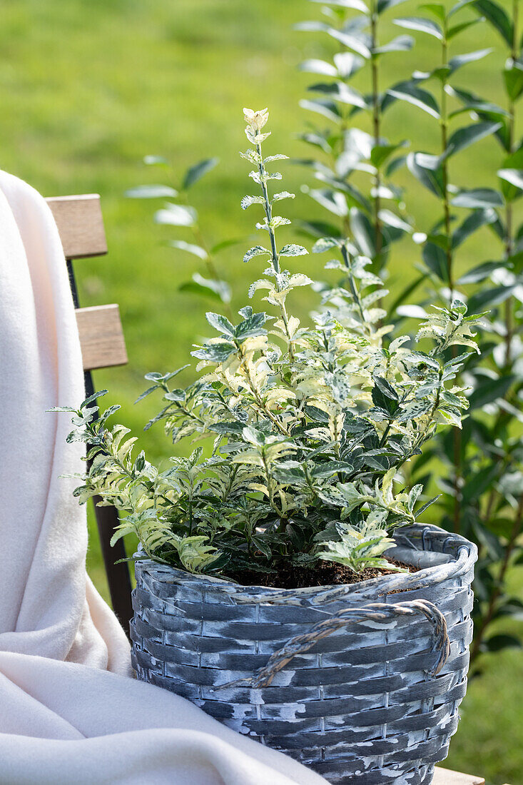 Euonymus fortunei 'Pierrolino'