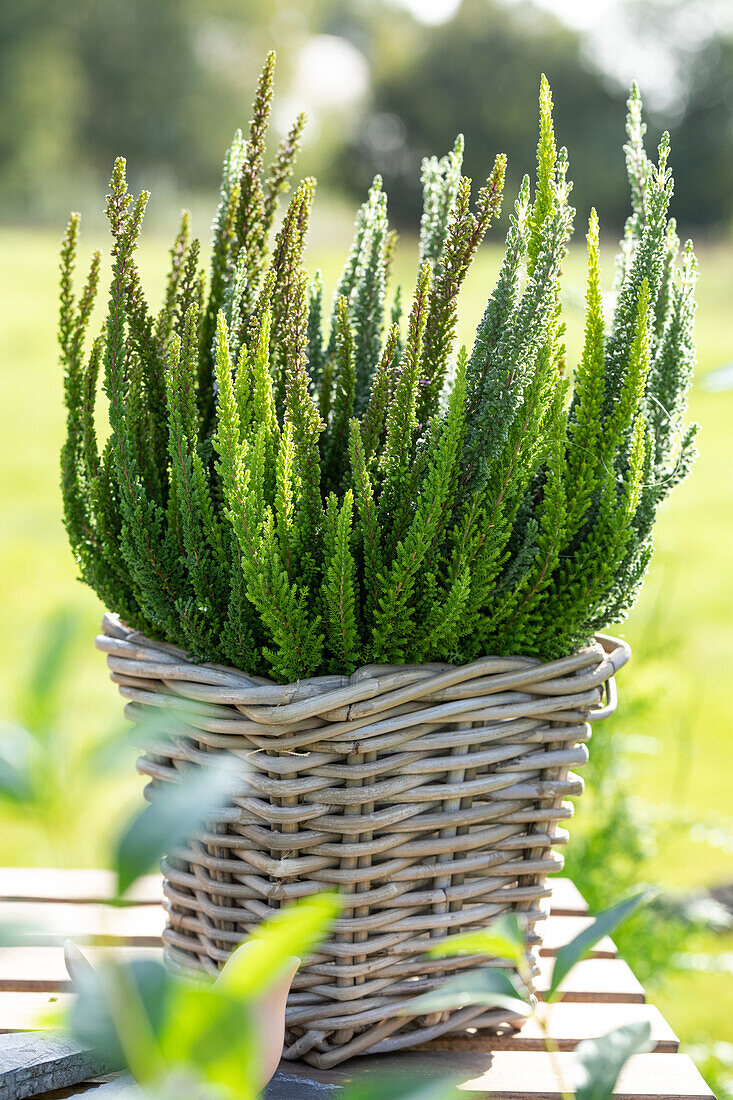 Calluna Beauty Ladies® 'Skyline'