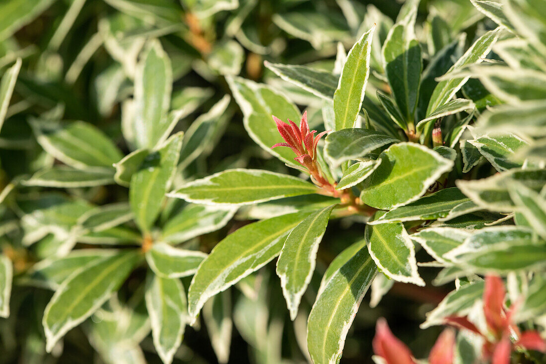 Pieris japonica 'Little Heath'