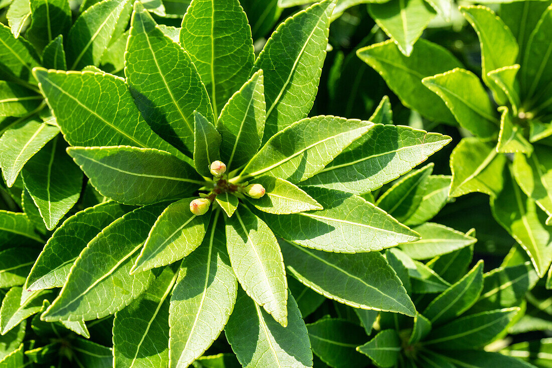 Pieris japonica 'Little Heath Green'