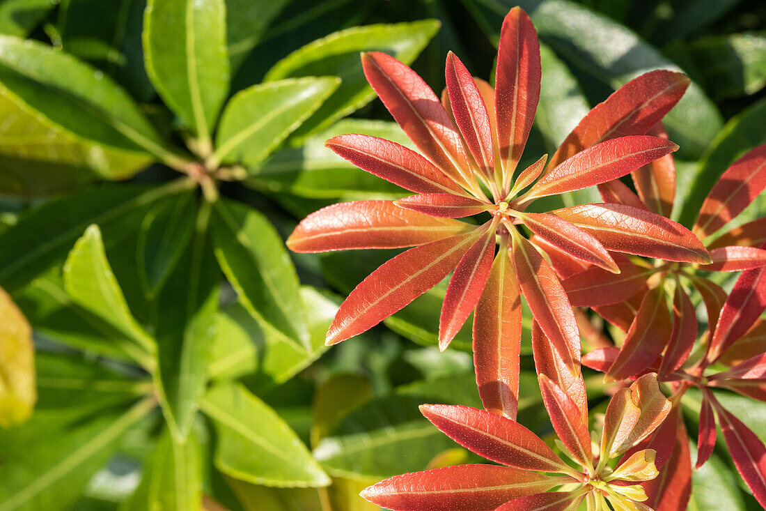 Pieris japonica 'Little Heath Green'