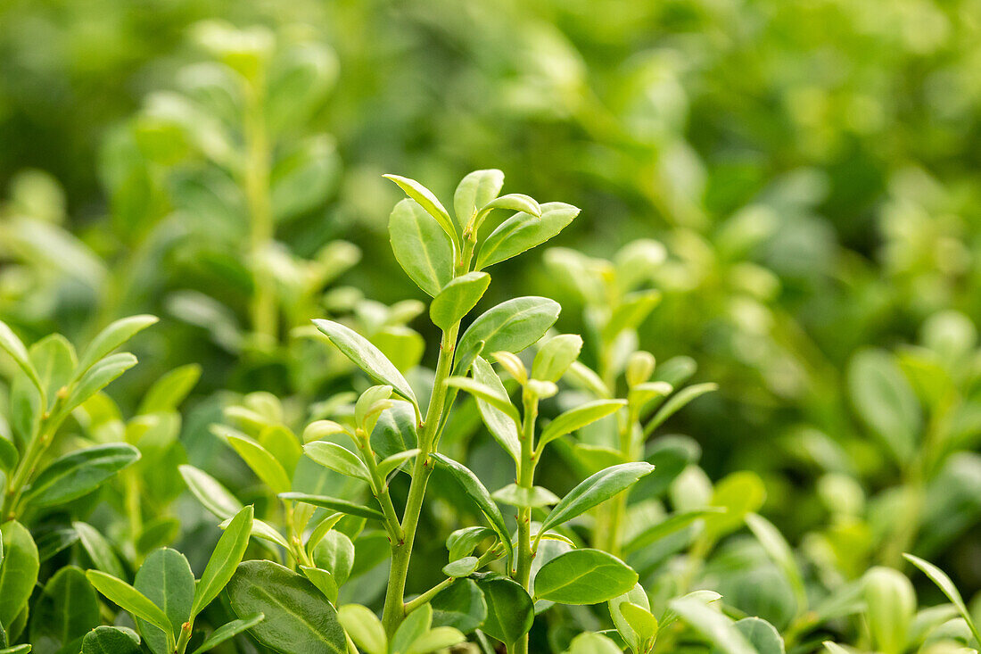 Ilex crenata 'Buxbol'