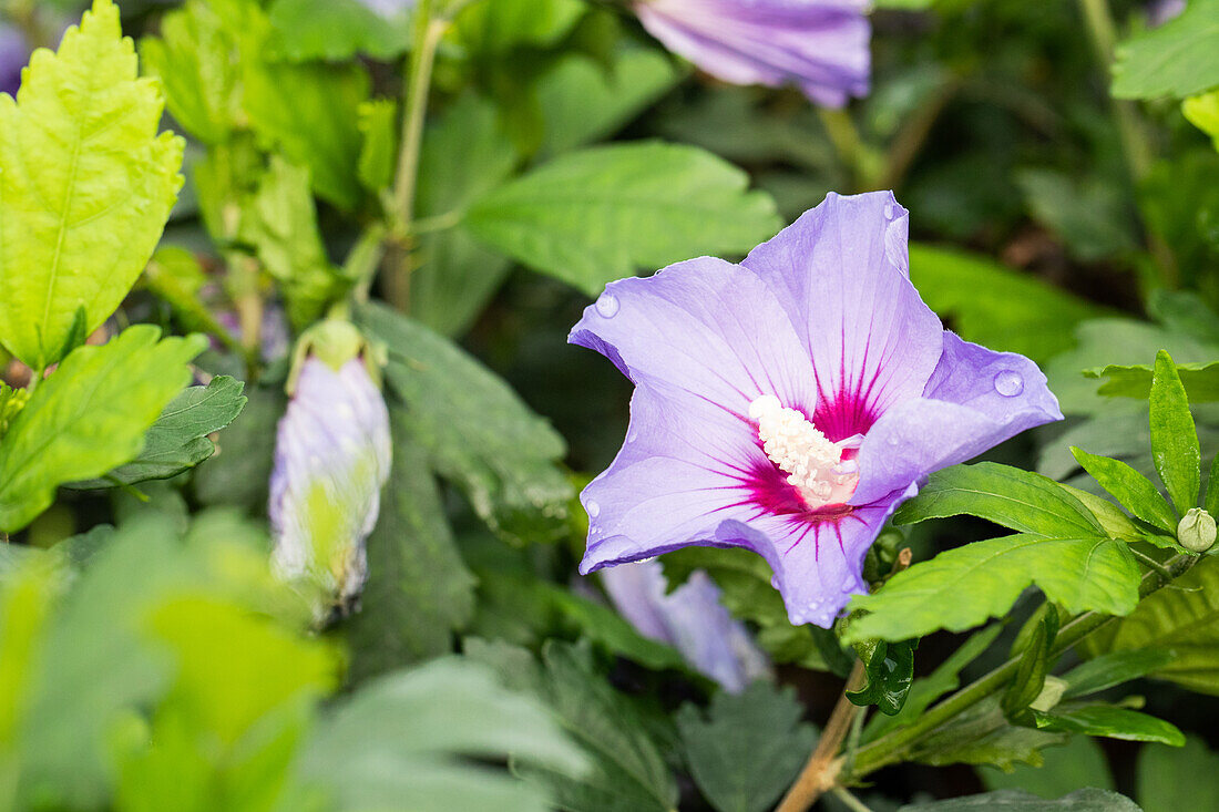 Hibiscus syriacus 'Marina'