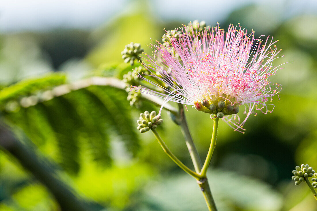 Albizia julibrissin