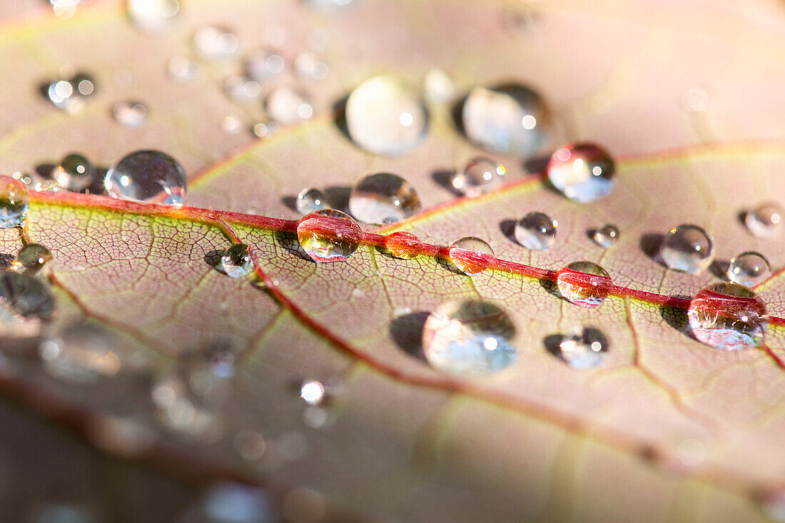 Wassertropfen auf Blatt