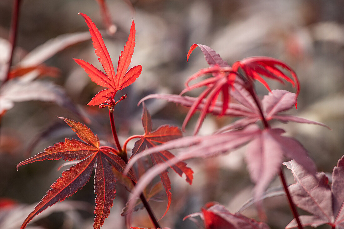 Acer palmatum 'Skeeter's Broom'