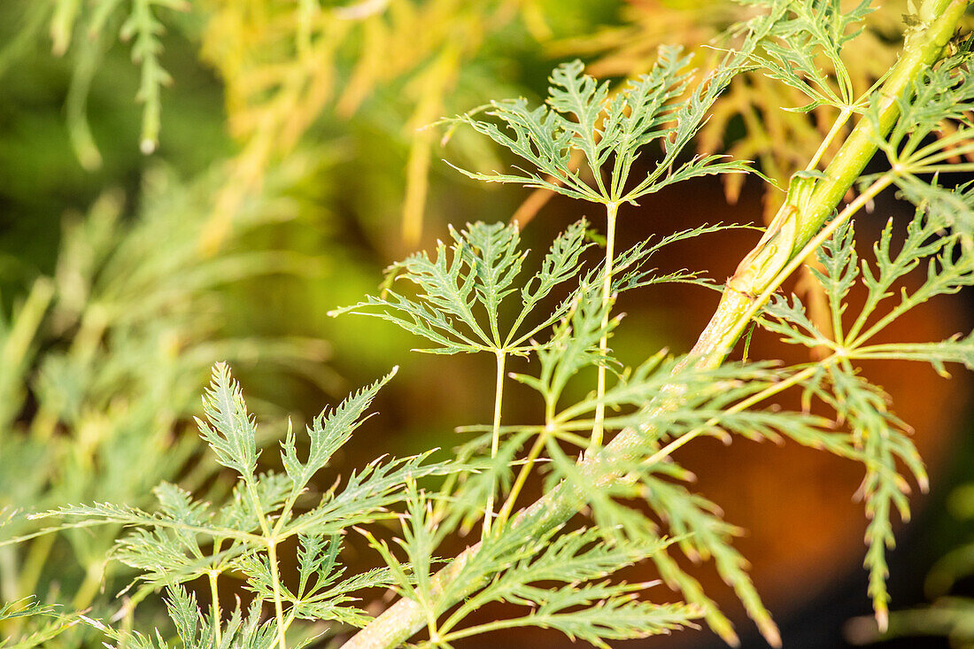 Acer palmatum 'Dissectum'