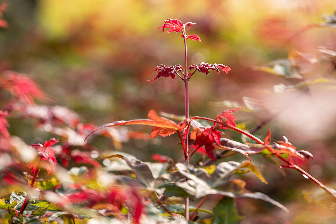 Acer palmatum 'Beni Maiko'