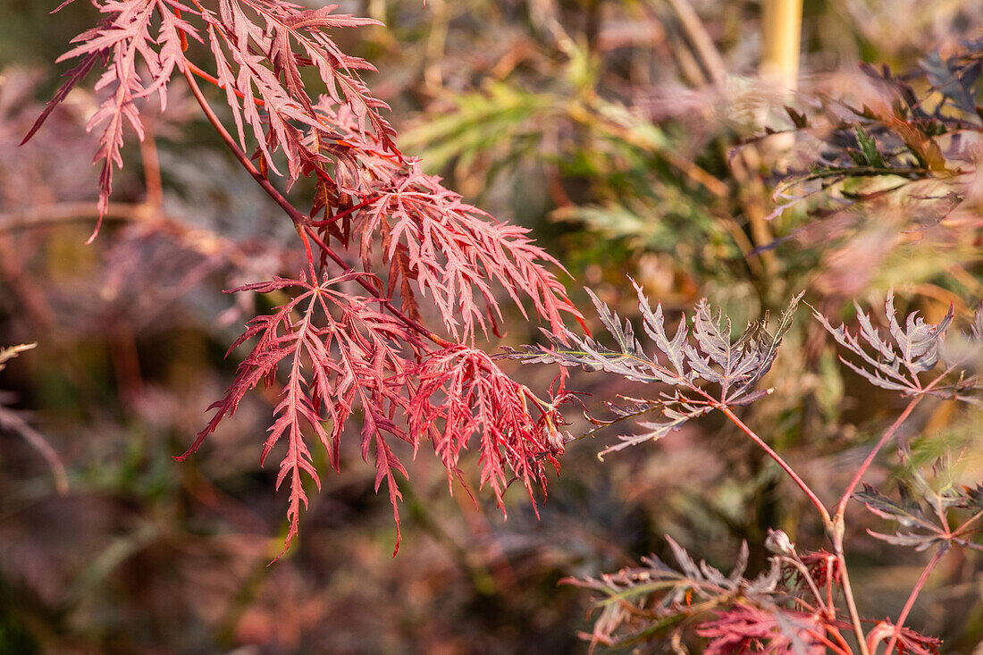 Acer palmatum 'Dissectum Garnet'