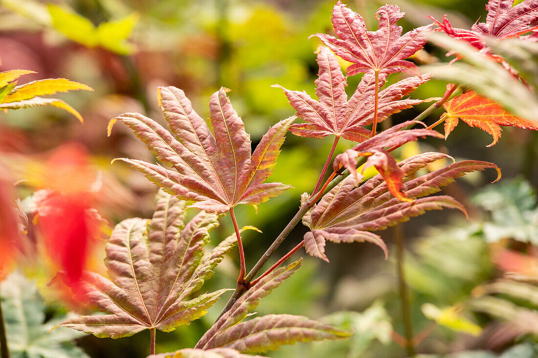 Acer shirasawanum 'Moonrise'