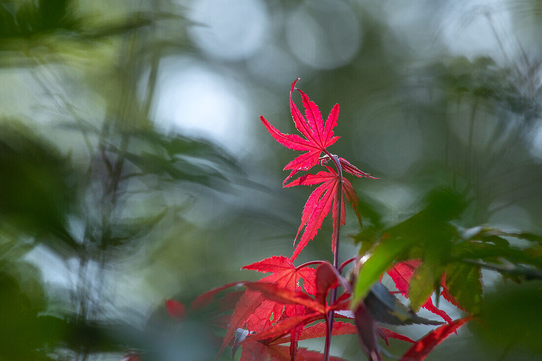 Acer palmatum 'Atropurpureum'