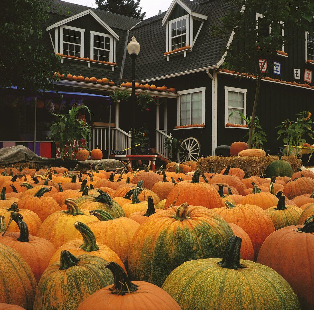 Pumpkins in front of house at a pumpkin farm