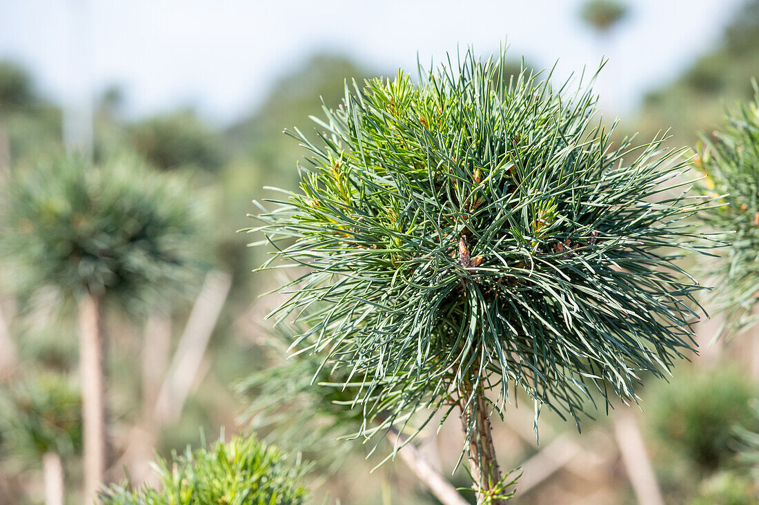 Pinus sylvestris, Pompon