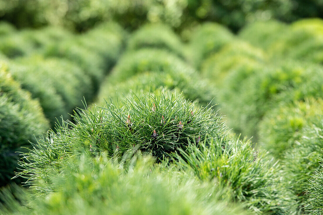 Pinus strobus 'Minima'