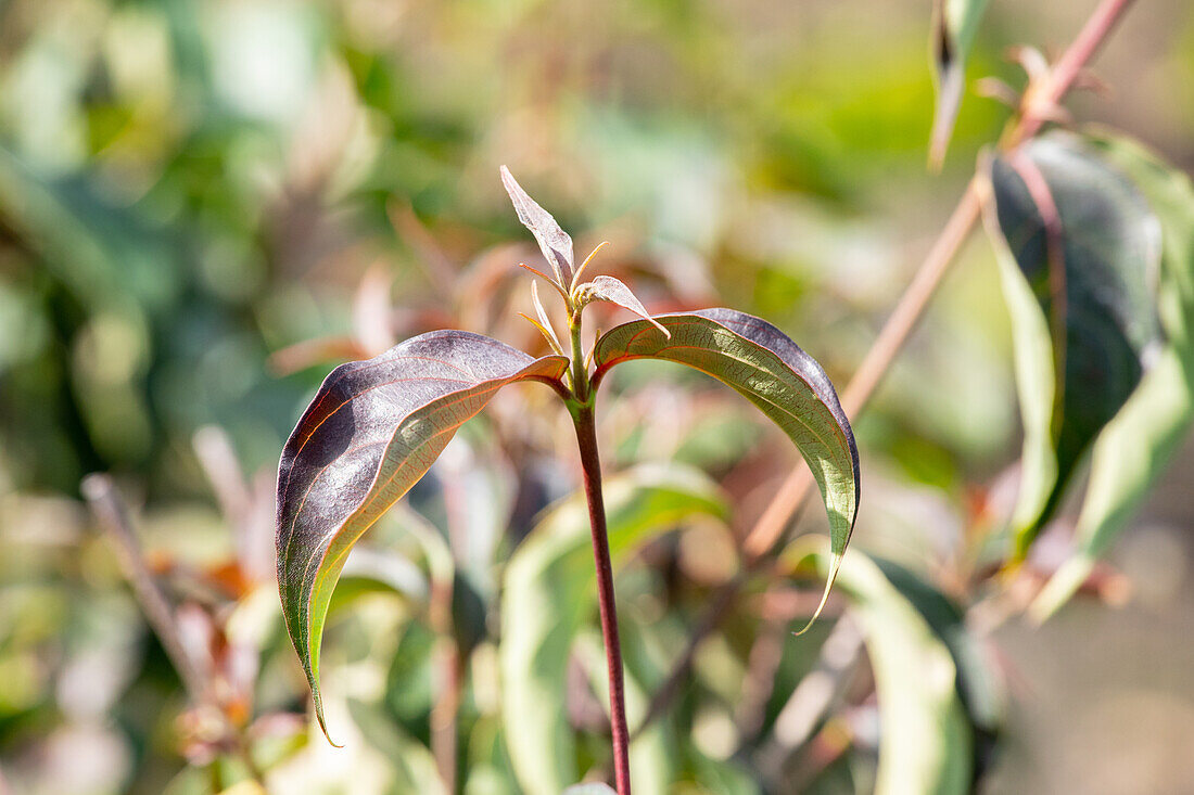 Cornus kousa 'Cappuccino'®