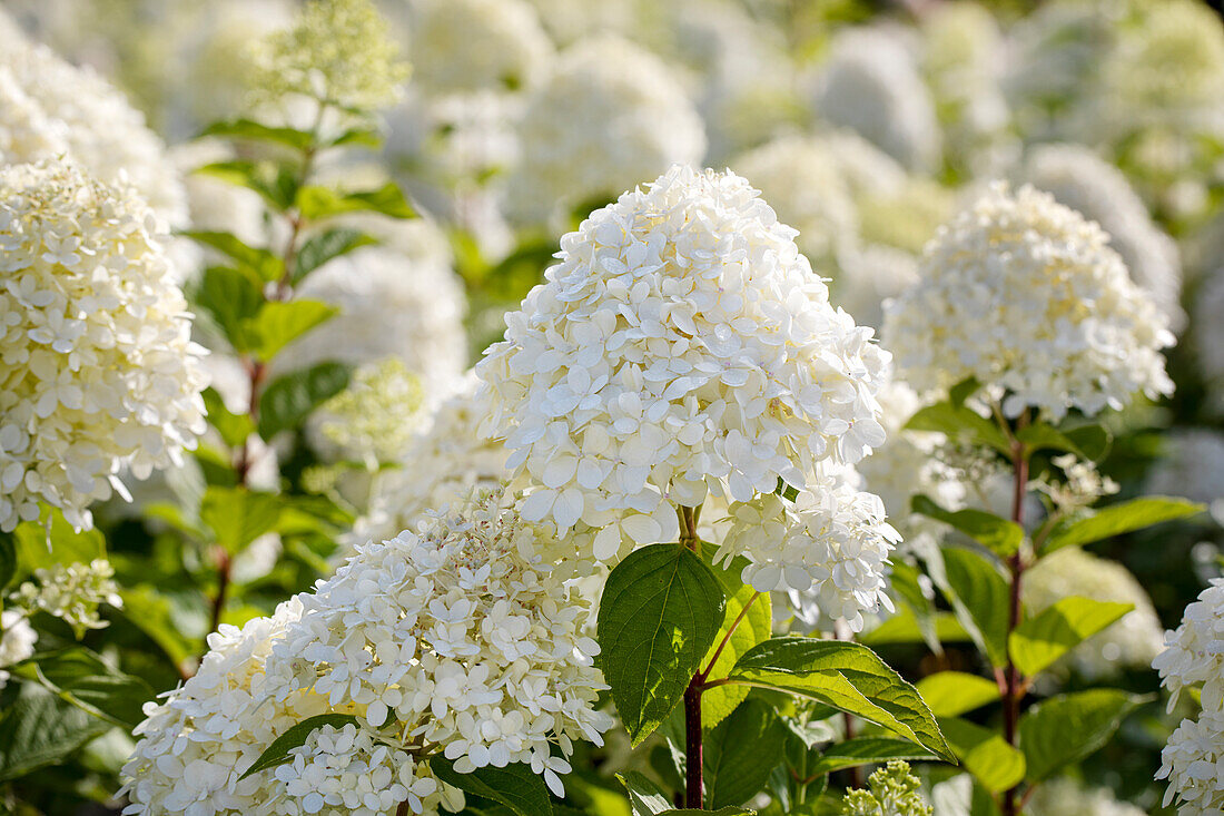 Hydrangea paniculata 'Limelight'(s)