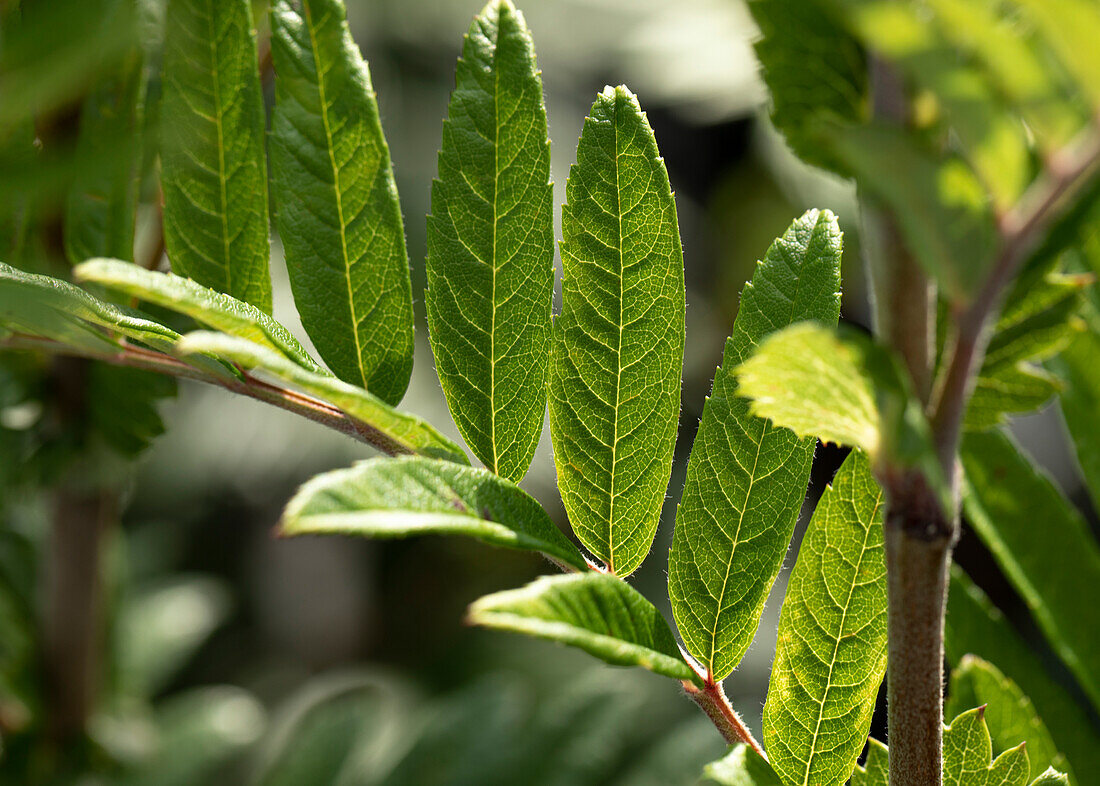 Sorbus 'Joseph Rock'