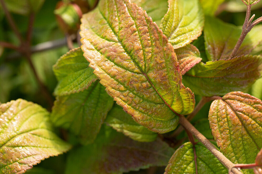 Viburnum plicatum 'Mariesii'