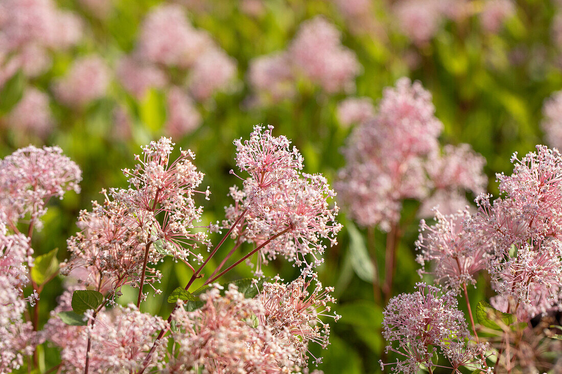 Ceanothus pallidus 'Marie Simon'