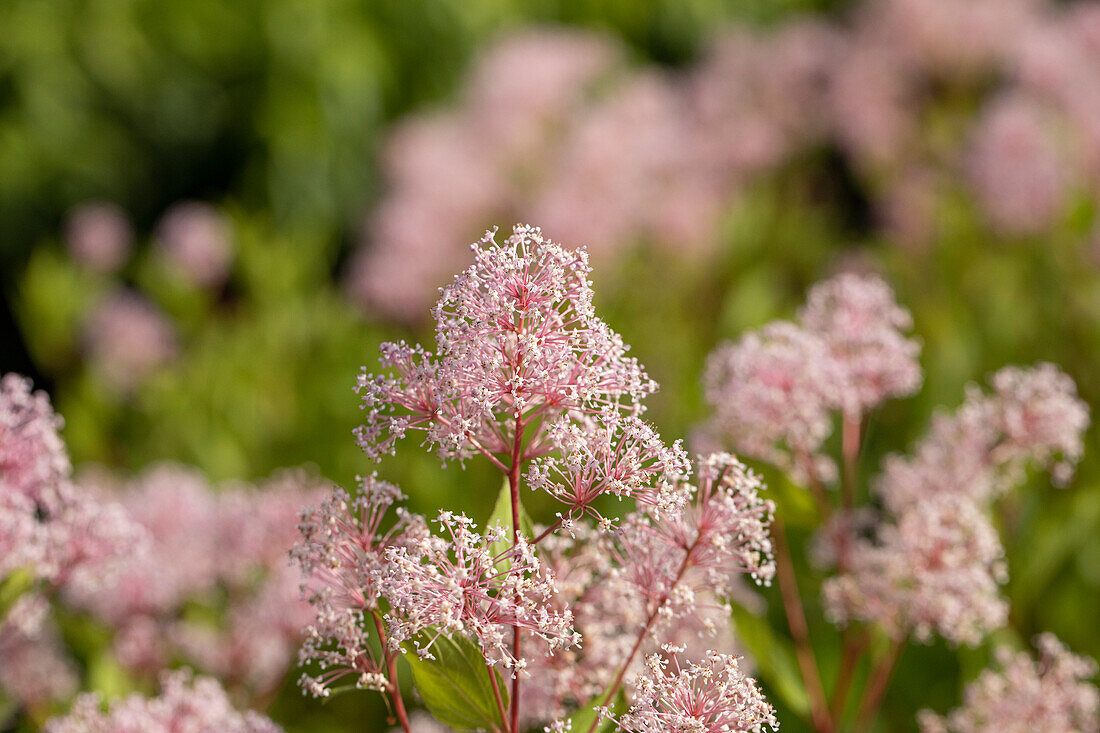 Ceanothus pallidus 'Marie Simon'